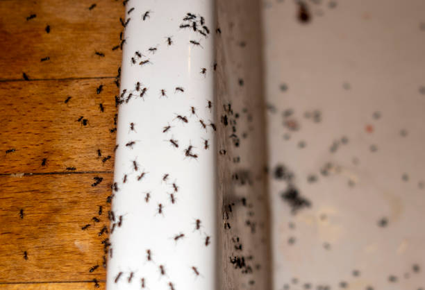 Best Commercial Pest Control Services  in Citrus Springs, FL