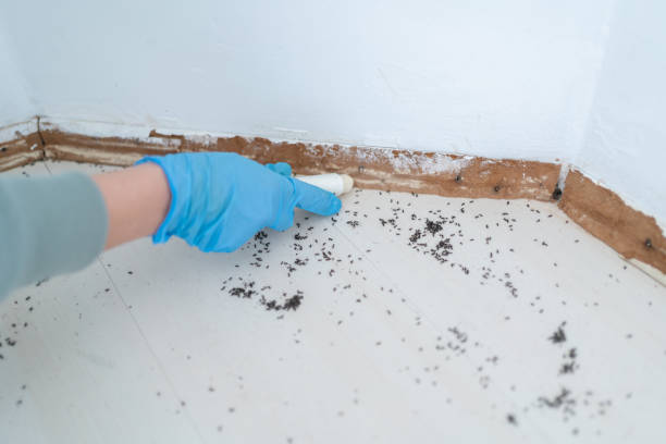 Best Flea Control Services  in Citrus Springs, FL